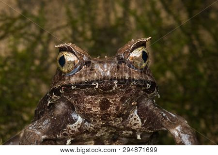 Macro Image Of A Huge Horned Frog From Borneo - Megophrys Kobayashii