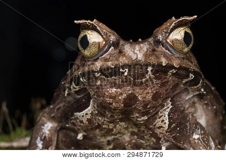 Macro Image Of A Huge Horned Frog From Borneo - Megophrys Kobayashii