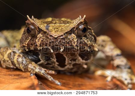 Macro Image Of A Huge Horned Frog From Borneo - Megophrys Kobayashii