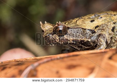 Macro Image Of A Huge Horned Frog From Borneo - Megophrys Kobayashii
