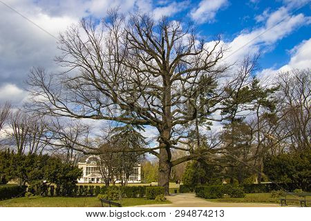 Warsaw, Poland, March 8, 2019: Big Treee In The Park Lazienki.
