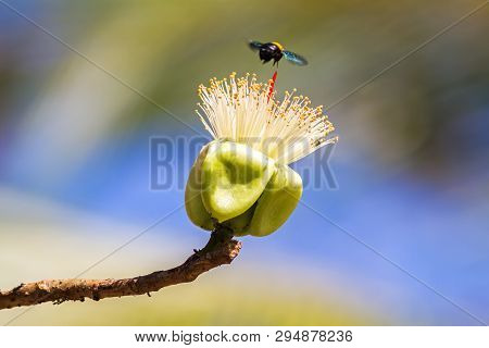 A Bumblebee Nectar Feeder On A White Flower (white Silk Cotton Tree - The Latin Name Is Bombax Ancep