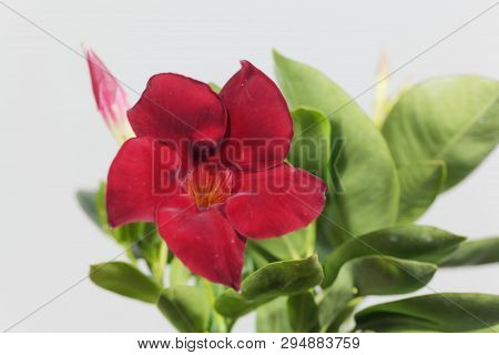 Brazilian Jasmine, Mandevilla Sanderi.