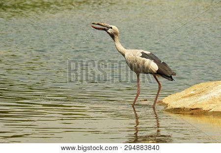 Open Billed Stork, Anastomus Oscitans, Ranganathittu Bird Sanctuary, Karnataka State Of India