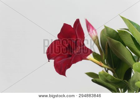 Brazilian Jasmine, Mandevilla Sanderi.
