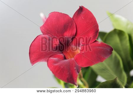 Brazilian Jasmine, Mandevilla Sanderi.