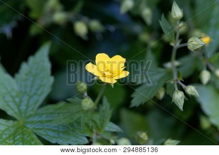 Flower Of The Barren Strawberry Waldsteinia Geoides.