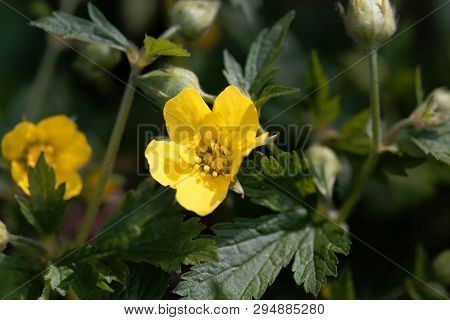 Flower Of The Barren Strawberry Waldsteinia Geoides.