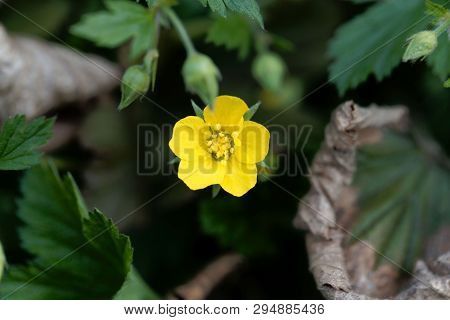 Flower Of The Barren Strawberry Waldsteinia Geoides.