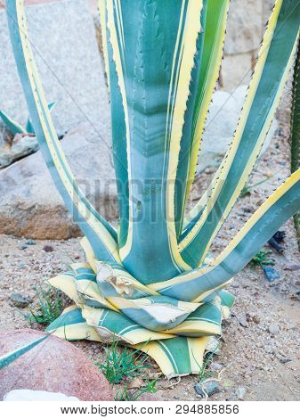 Agave Tequilana, Blue Agave Agave Azul Or Tequila Agave Growing In Egypt