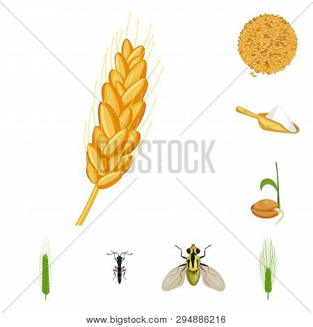 Isolated Object Of Wheat And Corn Icon. Set Of Wheat And Harvest Vector Icon For Stock.