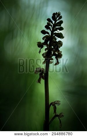 Neottia Nidus-avis, Bird's-nest Orchidorchid Grow In Forest With Natural Background, Wallpaper Natur