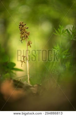 Neottia Nidus-avis, Bird's-nest Orchidorchid Grow In Forest With Natural Background, Wallpaper Natur