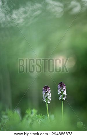 Beautiful Orchid Orchis Ustulata Grow In Forest With Natural Background, Wallpaper Natural Closeup M