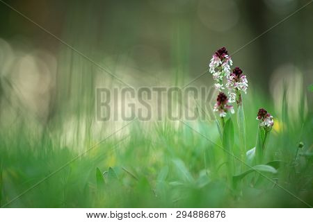 Beautiful Orchid Orchis Ustulata Grow In Forest With Natural Background, Wallpaper Natural Closeup M