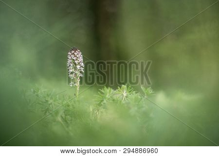 Beautiful Orchid Orchis Ustulata Grow In Forest With Natural Background, Wallpaper Natural Closeup M