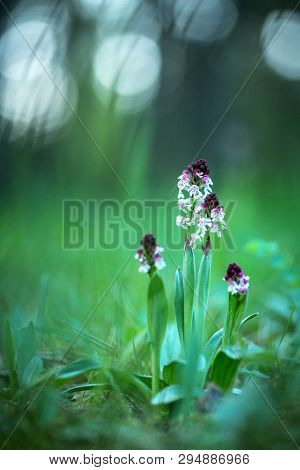 Beautiful Orchid Orchis Ustulata Grow In Forest With Natural Background, Wallpaper Natural Closeup M