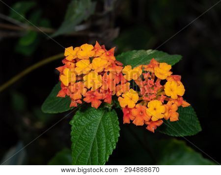 Closeup Lantana Camara Flowers With Green Leaves Isolated On Nature Background