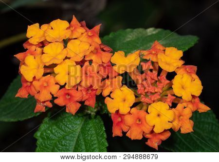 Closeup Lantana Camara Flowers With Green Leaves Isolated On Nature Background