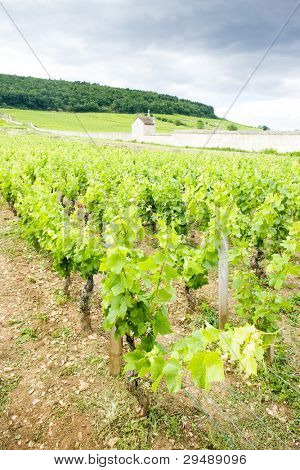 vinice poblíž Gevrey-Chambertin, Côte de Nuits, Burgundsko, Francie