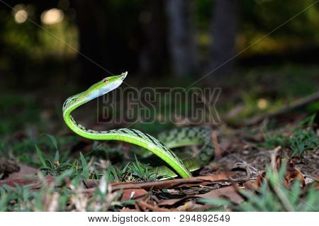 Green Vine Snake, Ahetulla Nasuta, Satara, Maharashtra State Of India