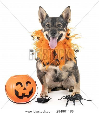 Swedish Vallhund In Front Of White Background