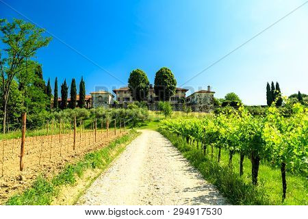 The Fields Of Friuli Venezia-giulia Cultivated With Grapevines