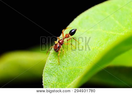 Ant Mimic Spider, Myrmarachne Sp, Satara District, Maharashtra State Of India