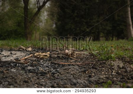Ash In Ground, Green Forrest In Background.