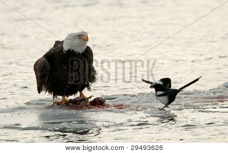 Jíst Bald Eagle na sněhu s Straka.