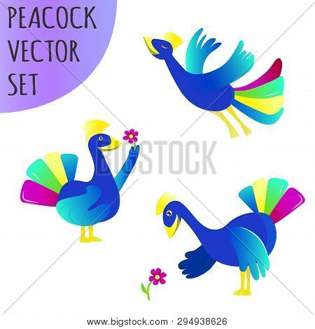 Peacock Vector Set. Three Peacocks In Different Poses - Flying, Picking A Flower, Smelling A Flower.