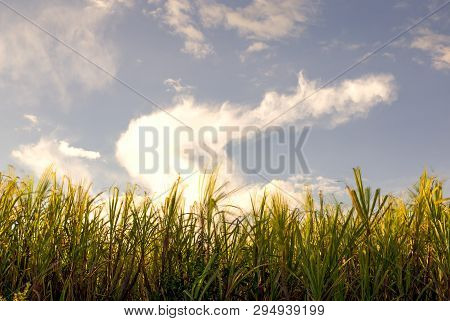 Multiple Exposure Of Some King Grass Blades Illuminated With The Light Of Sunset, At The Andean Moun