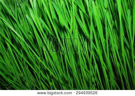 Fresh Green Shoots Of Sprouted Wheat With Water Drops