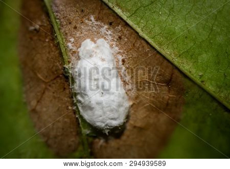 Macro Of A Cochineal On A Leaf