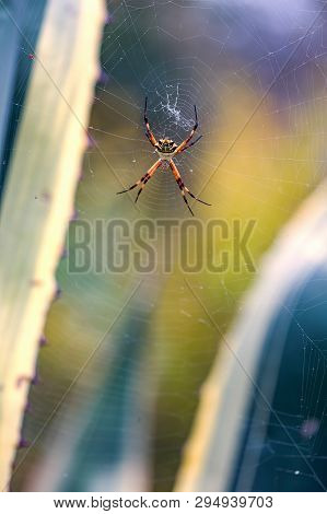 Macro Photography Of A Silver Argiope Spider Hanging From Its Web Between Two Agave Americana Leaves