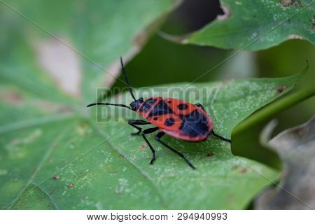 A Bug Or Beetle On A Plant
