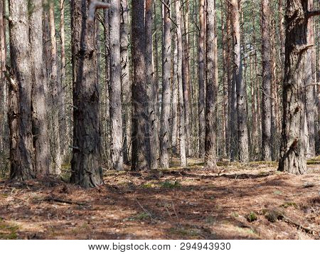 Pine Forest With Hillocks And Hills In Spring
