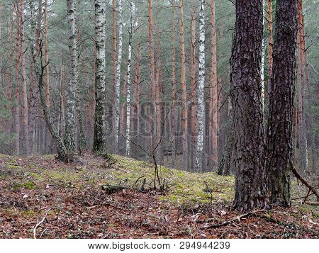 Pine Forest With Hillocks And Hills In Spring
