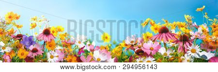 Spring flowers against blue sky