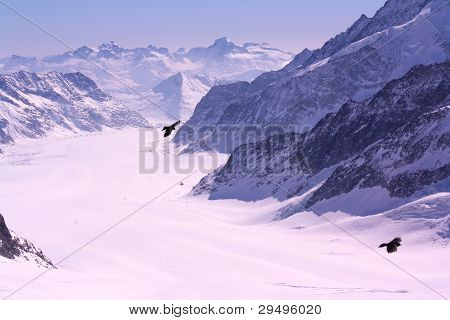 Black birds flying over Alps