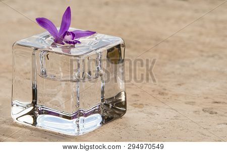 Pink Orchid, Bletilla Striata, On Glass Cube Outdoor, Relaxing Visual Cue.