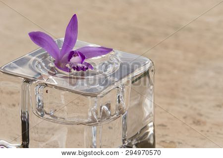 Pink Orchid, Bletilla Striata, On Glass Cube Outdoor, Relaxing Visual Cue.