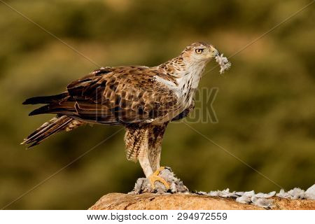 Amazin wild bonelli's eagle eating on a stone