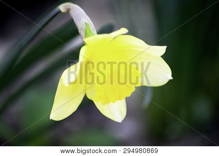 One Yellow Flower Of Narcissus Blooming In A Garden In Early Spring