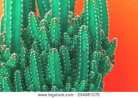 Cactus Fairy Castle In Multiple Rows And Layers On Trendy Sunny Orange Background. Environment Frien