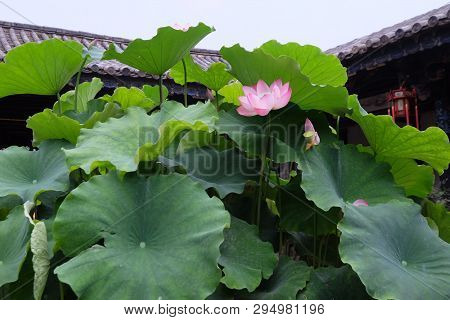 Amazing Flowers In The Botanical Gardens Of China Colorful And Beautiful