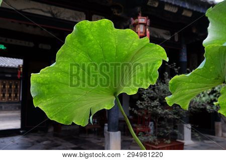 Amazing Flowers In The Botanical Gardens Of China Colorful And Beautiful