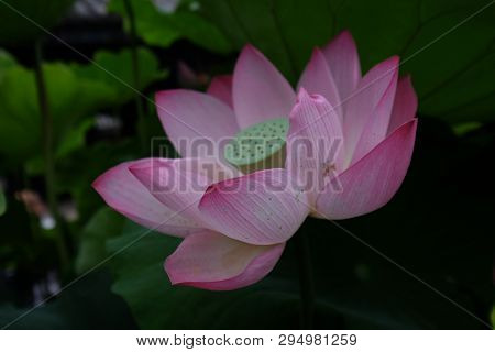 Amazing Flowers In The Botanical Gardens Of China Colorful And Beautiful