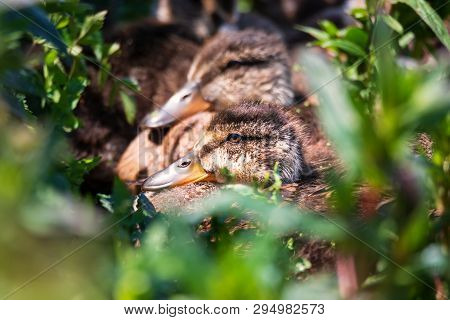 Several Ducklings Huddled Together In A Northern California Marsh