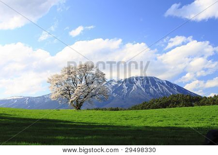 Wiśniowej i Moutain